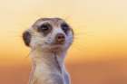 Meerkat on the lookout at sunset in the Kalahari Desert Art Print